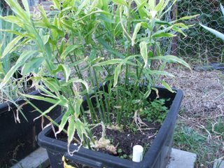 Happy Ginger - growing in the container